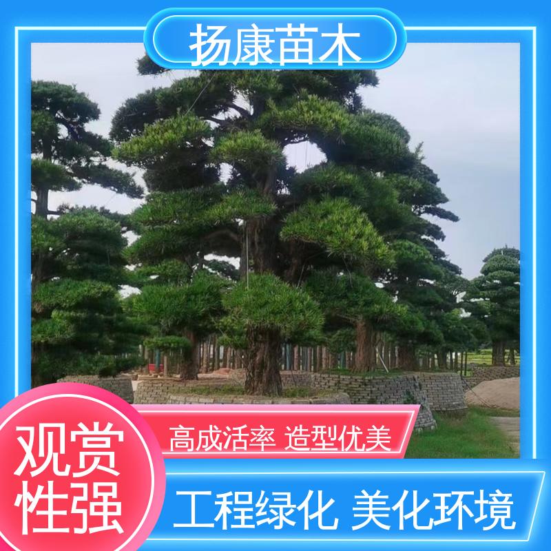 扬康苗木 基地供应 四 川罗汉松 园林绿化专用树 高成活率 规格齐全
