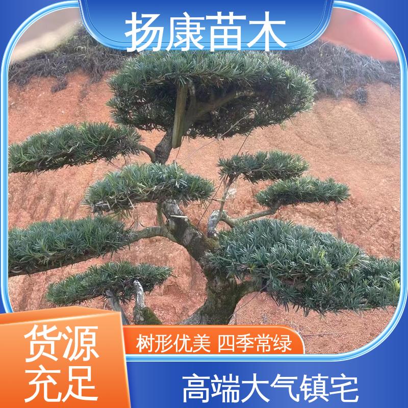 扬康苗木 基地供应 江 苏罗山松 园林绿化专用树 观赏价值高