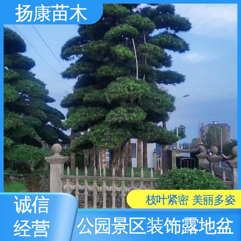 扬康苗木 基地供应 12公分罗汉松 园林庭院造景植物 精致美丽 易成活