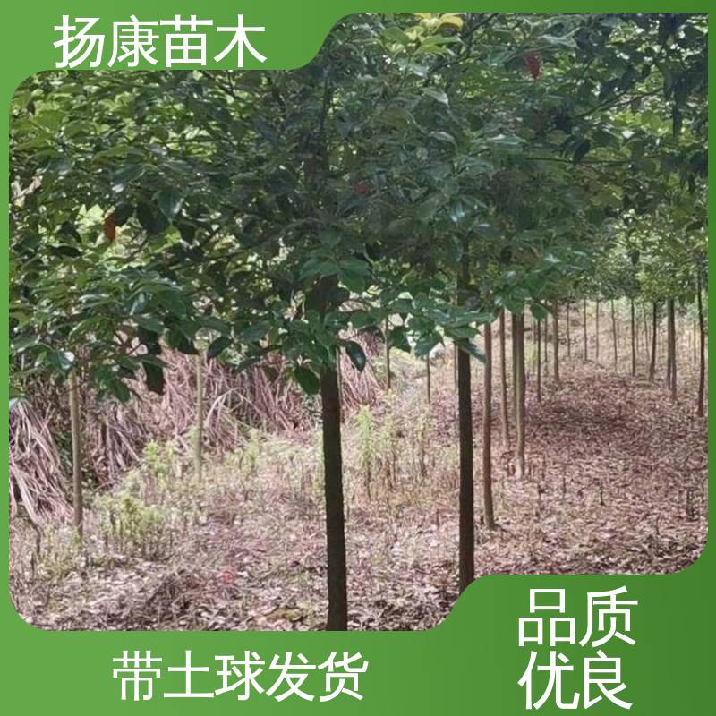 扬康苗木 基地供应 15公分精品桂花树 城市景观绿化树 精致美丽 易成活
