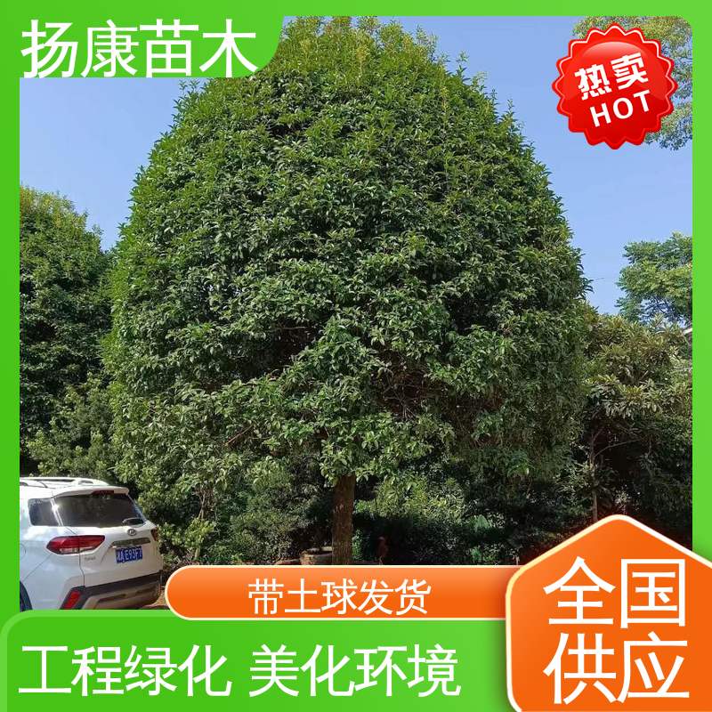 扬康苗木 201公分精品棍树 城市景观绿化树 环境适应性强