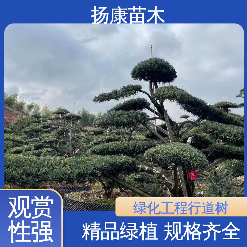 扬康苗木 四 川罗汉松 庭院别墅造景树 树形优美 四季常绿