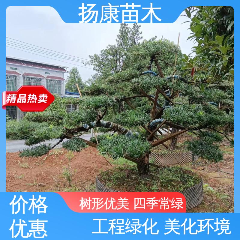 扬康苗木 25公分罗汉松 庭院小区绿化造景树 高端大气镇宅