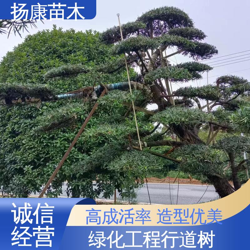 扬康苗木 日 本罗汉松 庭院别墅造景树 优质绿植 规格齐全