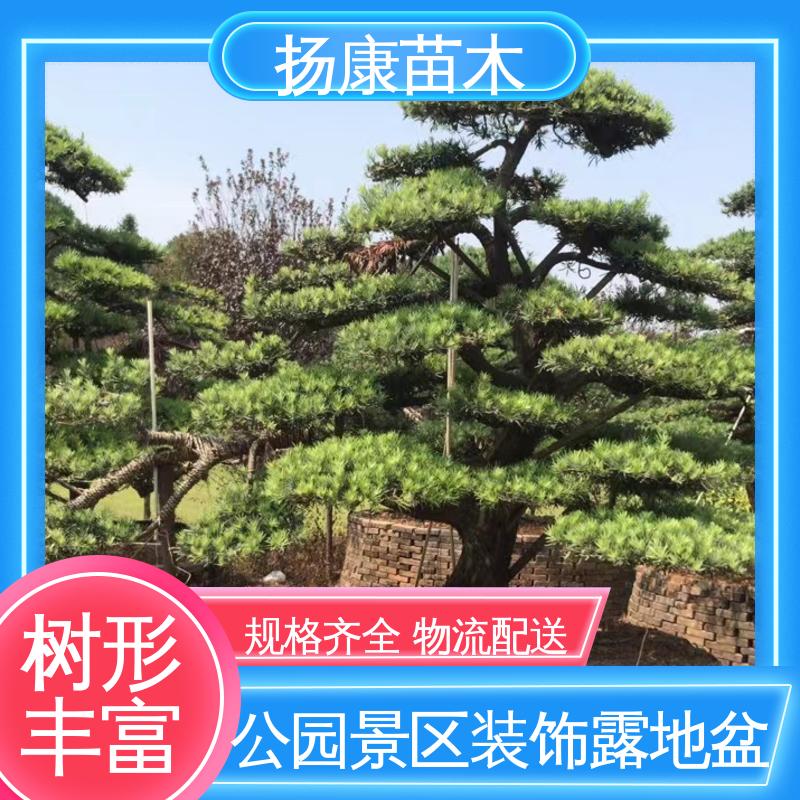 扬康苗木 日 本罗汉松 道路绿化色块苗 高端大气镇宅