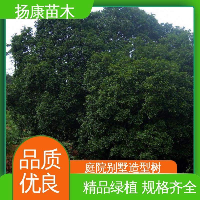 扬康苗木 基地供应 22公分桂花 园林绿化专用树 环境适应性强