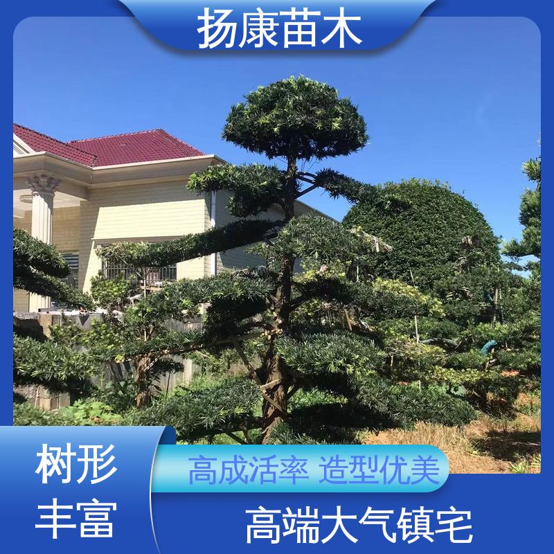 扬康苗木 基地供应 25公分罗汉松 庭院别墅造景树 观赏价值高