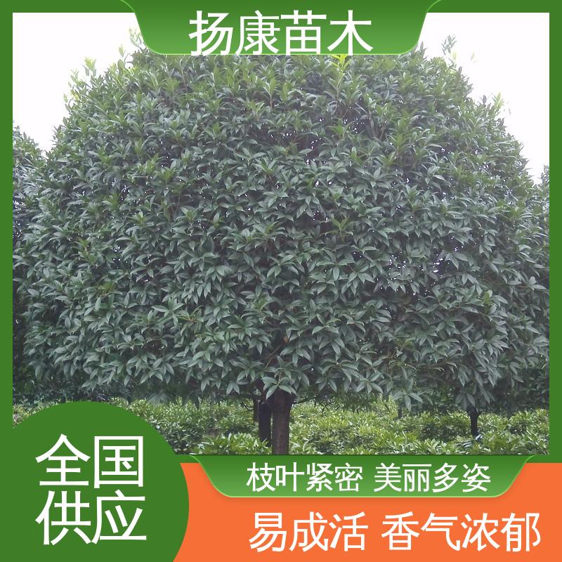 扬康苗木 核花金柱 城市景观绿化树 环境适应性强
