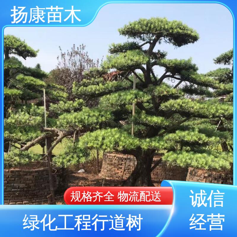 扬康苗木 12公分罗汉松 园林庭院造景植物 高成活率 规格齐全