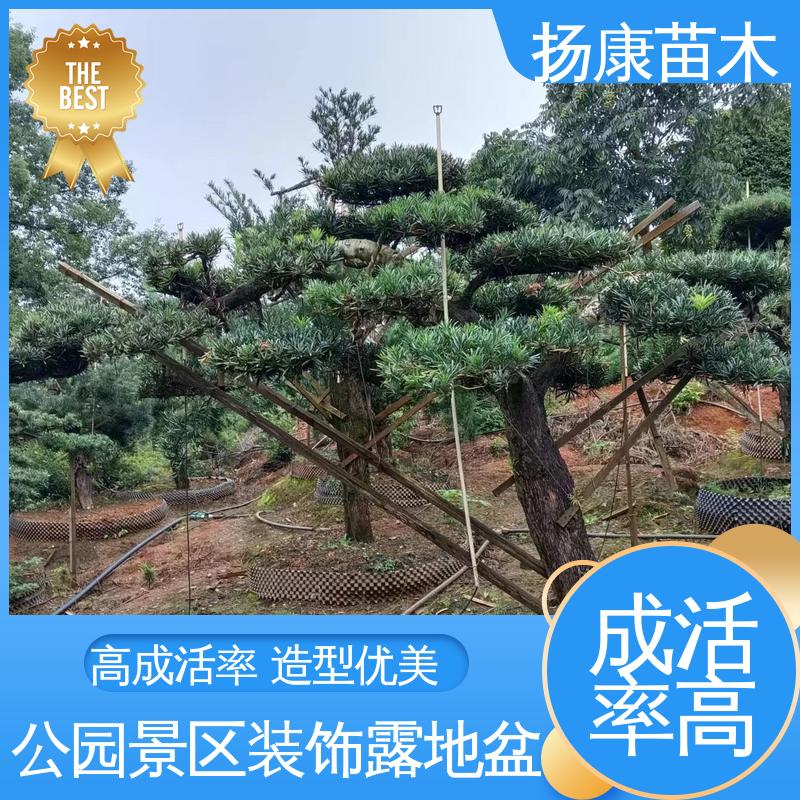 扬康苗木 15公分罗汉松 庭院别墅造景树 枝叶紧密 美丽多姿