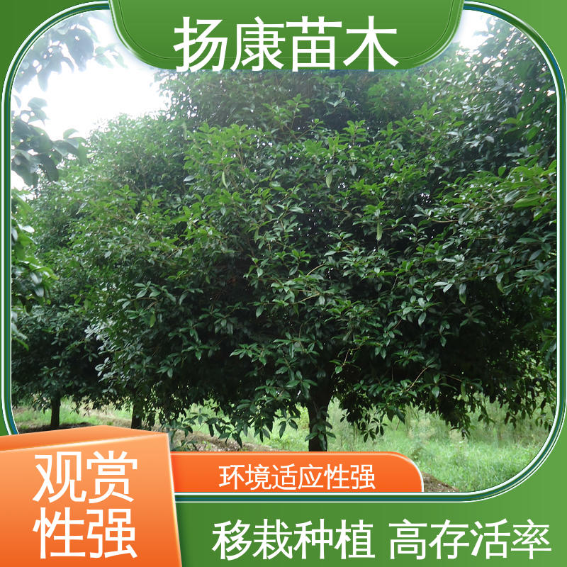 扬康苗木 四 川桂花 园林绿化工程设计 高成活率 规格齐全