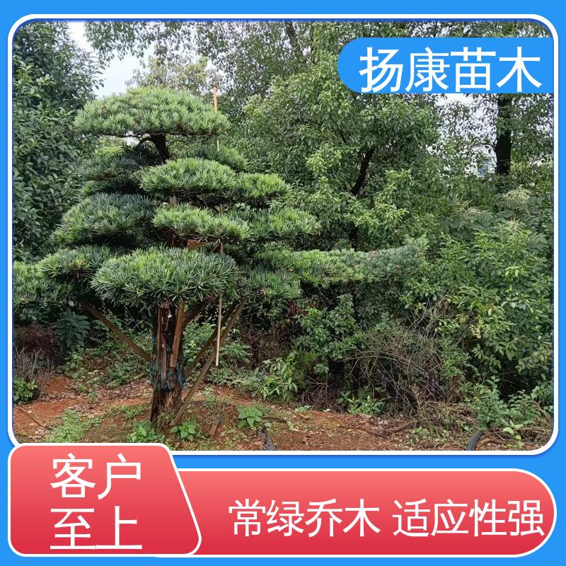 扬康苗木 12公分罗汉松 园林绿化工程设计 造型优美 易成活