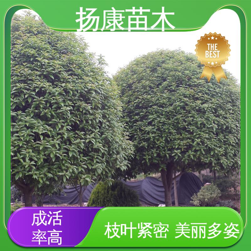 扬康苗木 12公分桂花 园林绿化工程设计 树形优美 成活率高