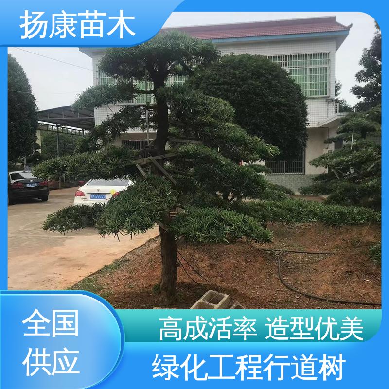 扬康苗木 30公分罗汉松 城市景观绿化树 高成活率 规格齐全