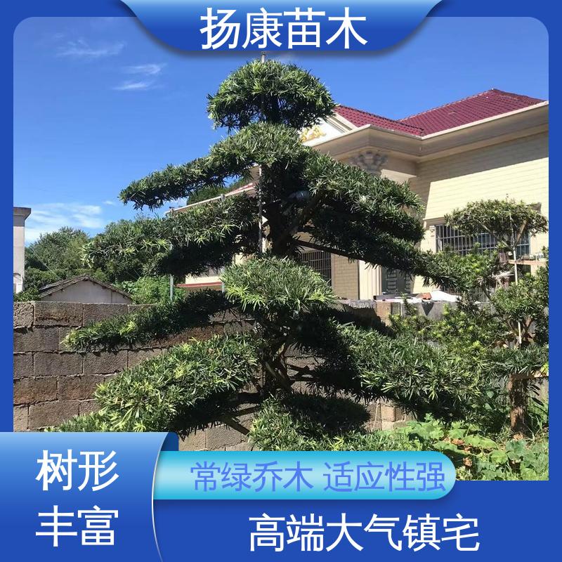 扬康苗木 基地供应 江 苏罗山松 庭院小区绿化造景树 观赏价值高