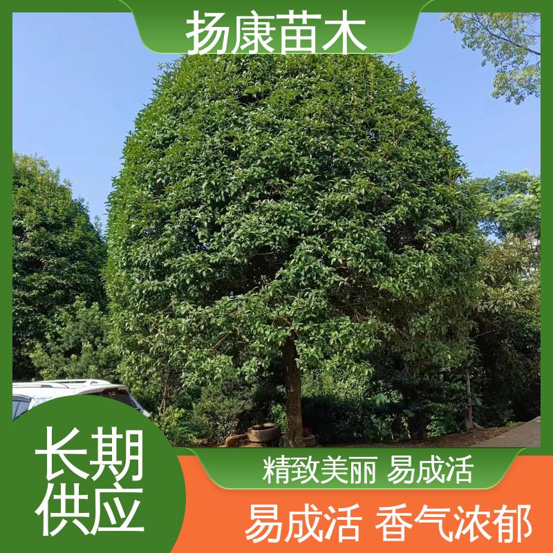 扬康苗木 18公分桂花 公园景区装饰露地盆栽 观赏价值高