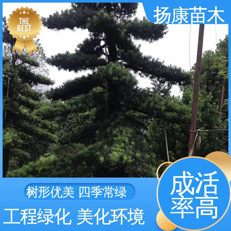 扬康苗木 基地供应 湖 南罗汉松 庭院别墅标配 精致美丽 易成活
