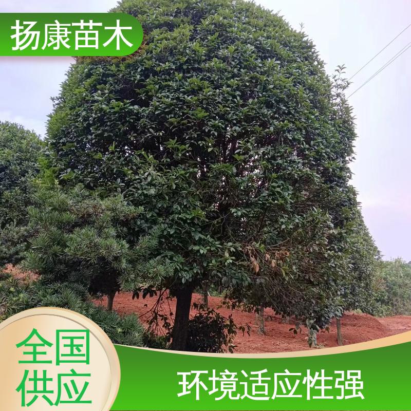 扬康苗木 银柜丹楠 庭院小区绿化造景树 优质绿植 规格齐全