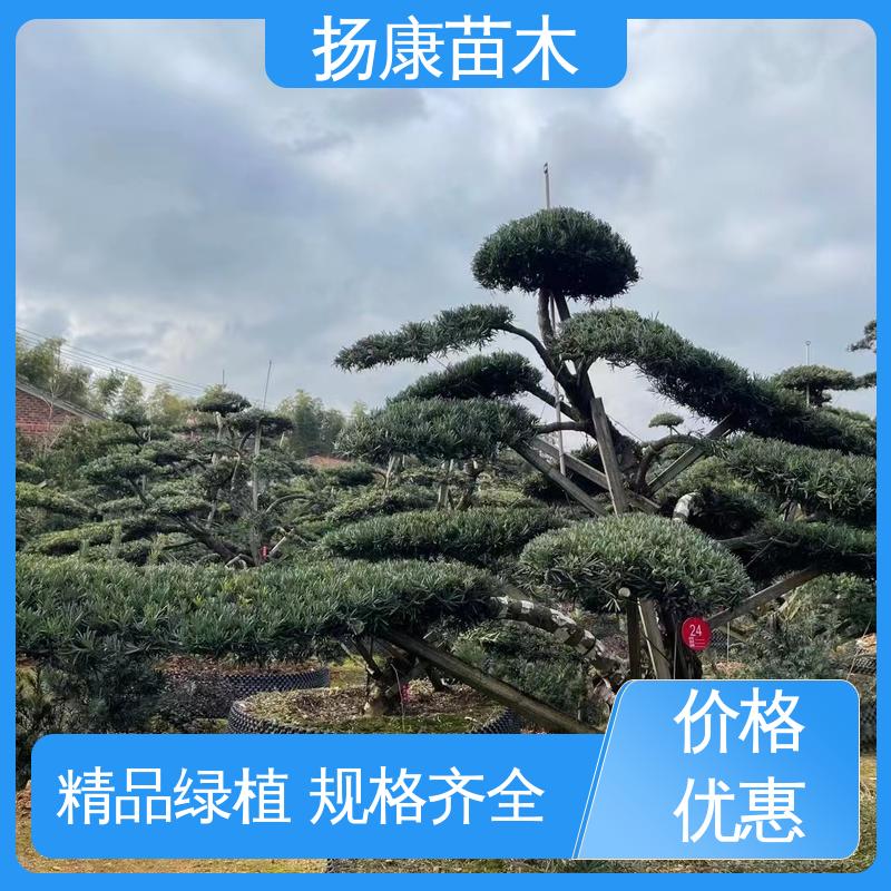 扬康苗木 斜票风罗松 道路绿化色块苗 常绿乔木 适应性强