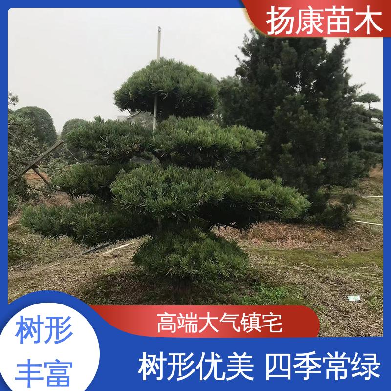 扬康苗木 18公分罗汉公 庭院别墅标配 枝叶紧密 美丽多姿