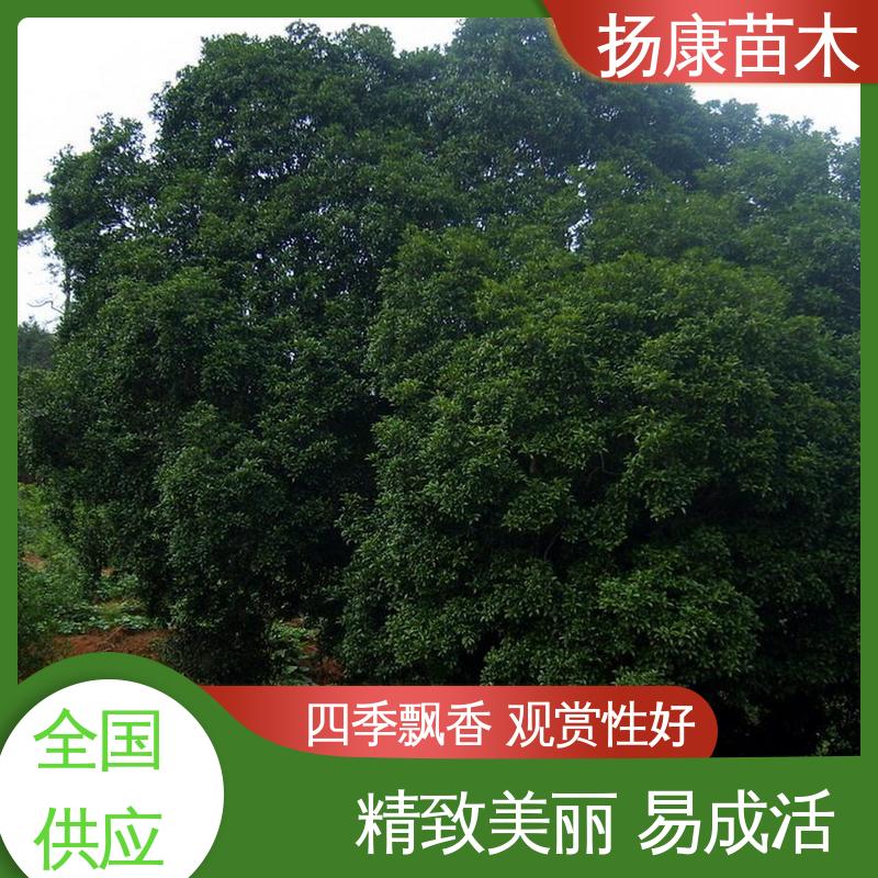 扬康苗木 核花金柱 绿化工程行道树 树形优美 成活率高