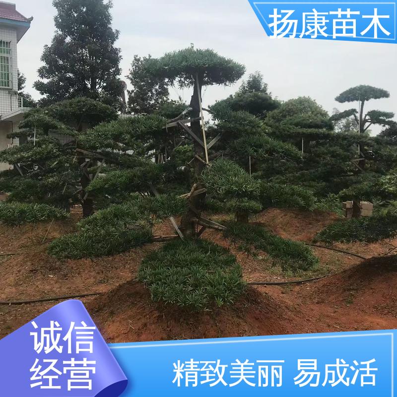 扬康苗木 浙 江罗山松 庭院小区绿化造景树 精致美丽 易成活