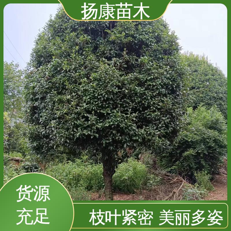扬康苗木 22公分桂花 庭院别墅景观树 优质绿植 规格齐全