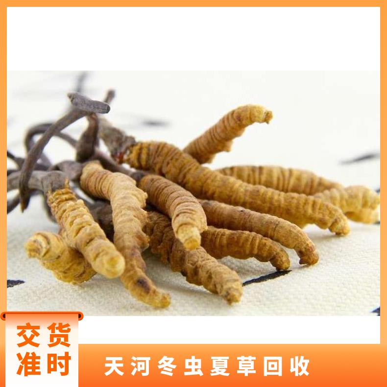 天 河冬虫夏草回收价 附近虫草收购商家 英文鱼胶海参