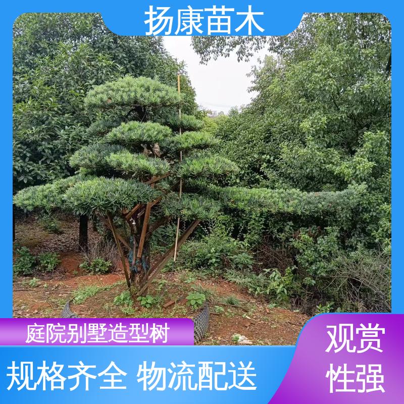扬康苗木 基地供应 浙 江罗山松 庭院别墅标配 高端大气镇宅