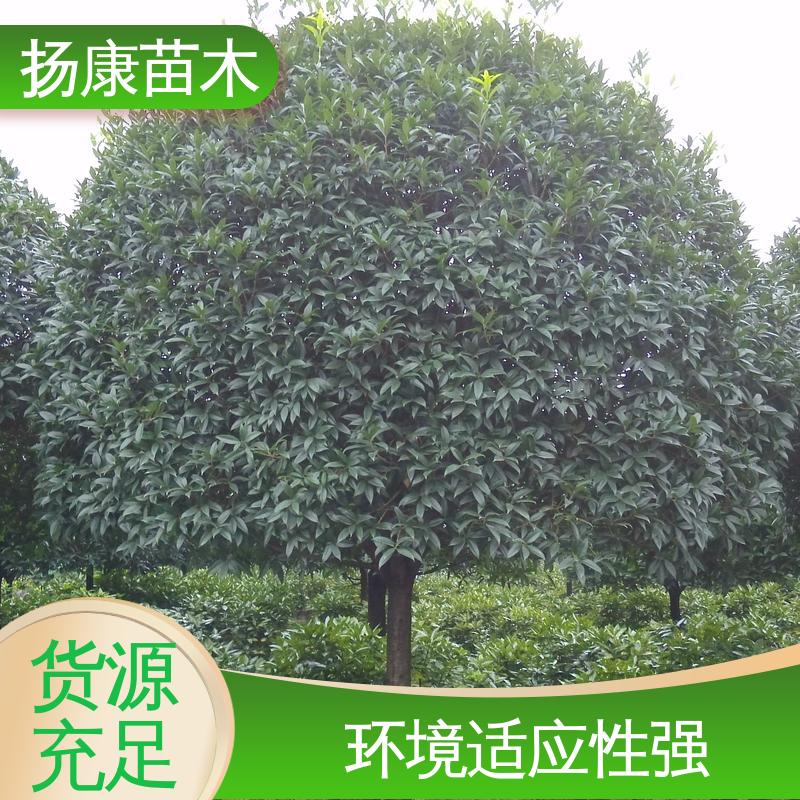 扬康苗木 核花金柱 庭院别墅景观树 高成活率 规格齐全
