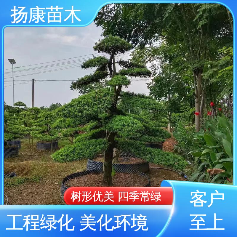 扬康苗木 罗汉松盆景 园林绿化工程设计 造型优美 易成活