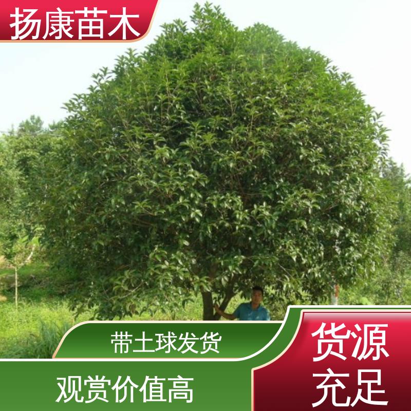 扬康苗木 基地供应 精品桂花 绿化工程专用苗 造型优美 易成活