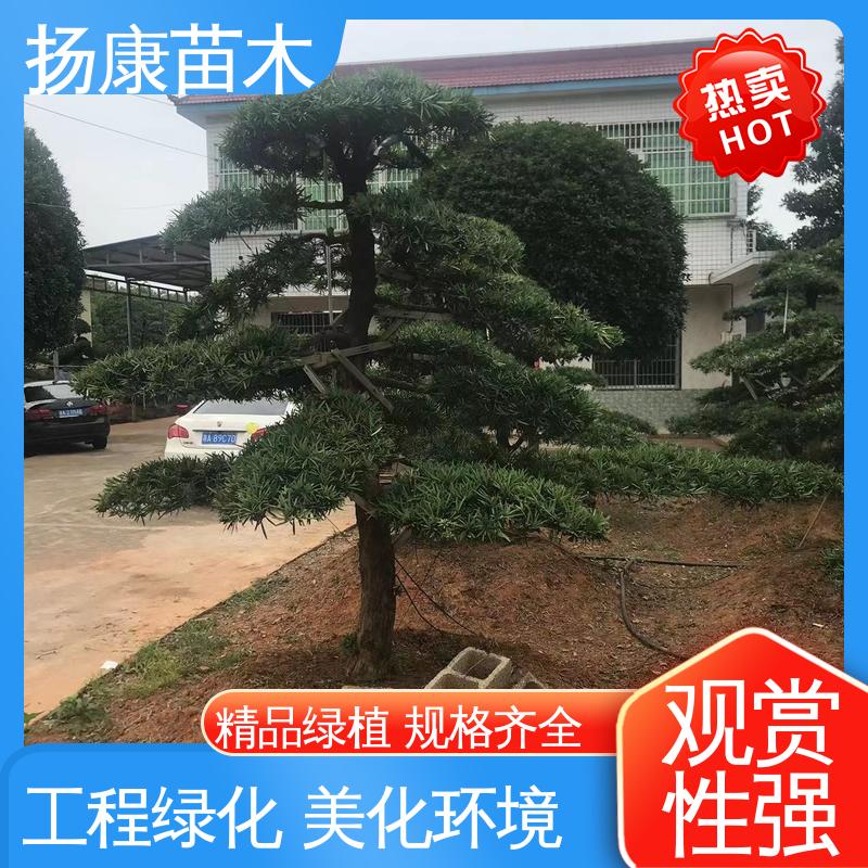 扬康苗木 基地供应 12公分罗汉松 道路绿化色块苗 造型优美 易成活