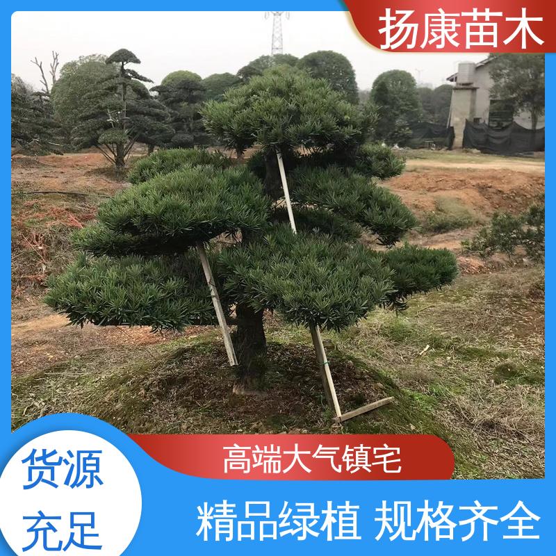 扬康苗木 基地供应 浙 江罗山松 园林绿化专用树 优质绿植 规格齐全