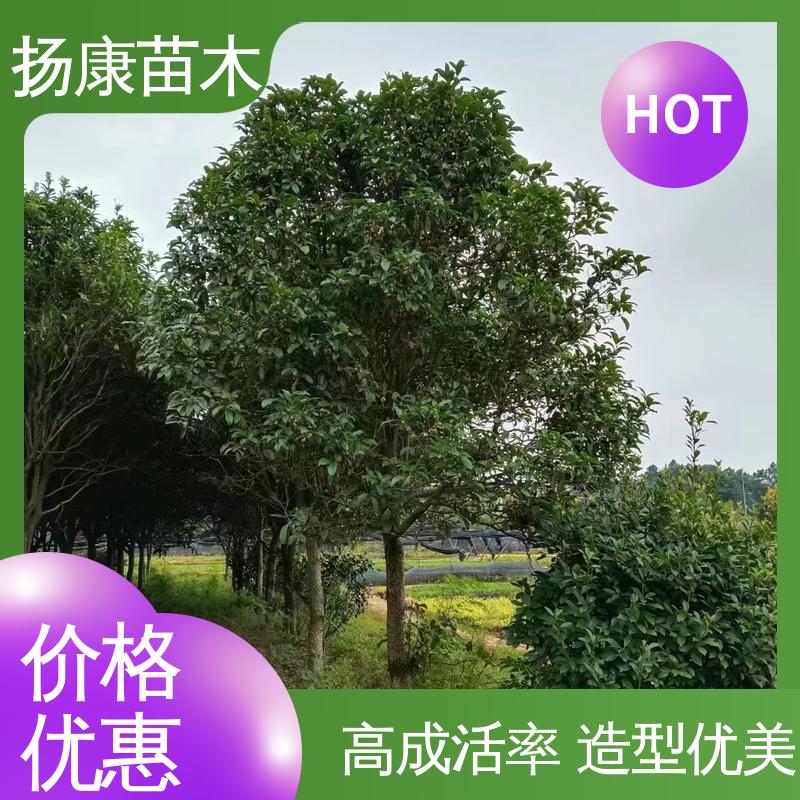 扬康苗木 基地供应 25公分桂花 城市景观绿化树 造型优美 易成活