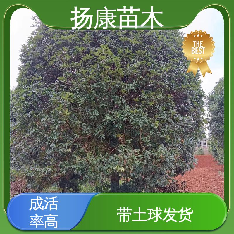 扬康苗木 基地供应 10公分袋 园林庭院造景植物 高成活率 规格齐全