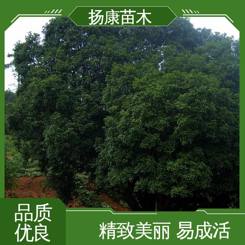 扬康苗木 18公分精品木花树 庭院小区绿化造景树 枝叶紧密 美丽多姿