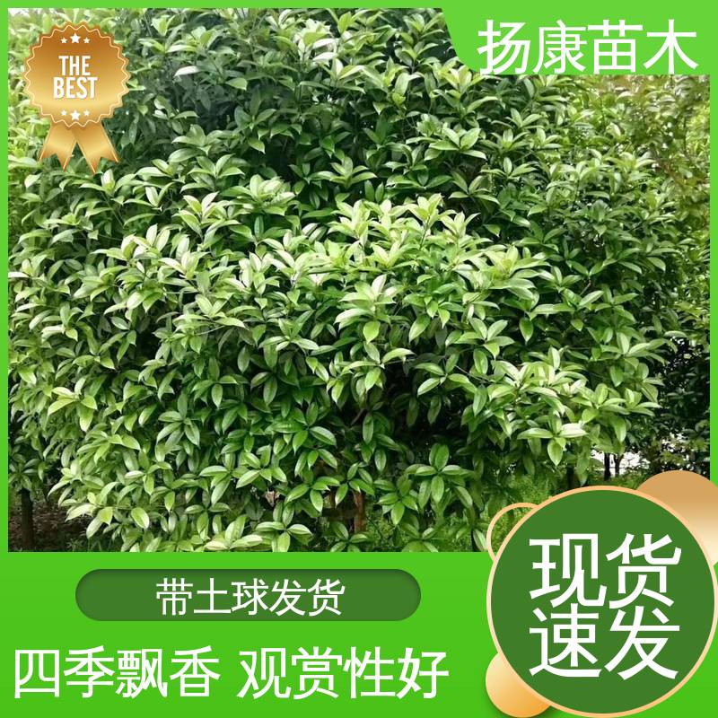 扬康苗木 15公分精品桂花树 庭院别墅景观树 观赏价值高