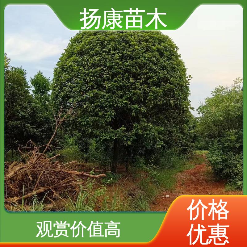 扬康苗木 基地供应 精品桂花 庭院小区绿化造景树 高端大气美观