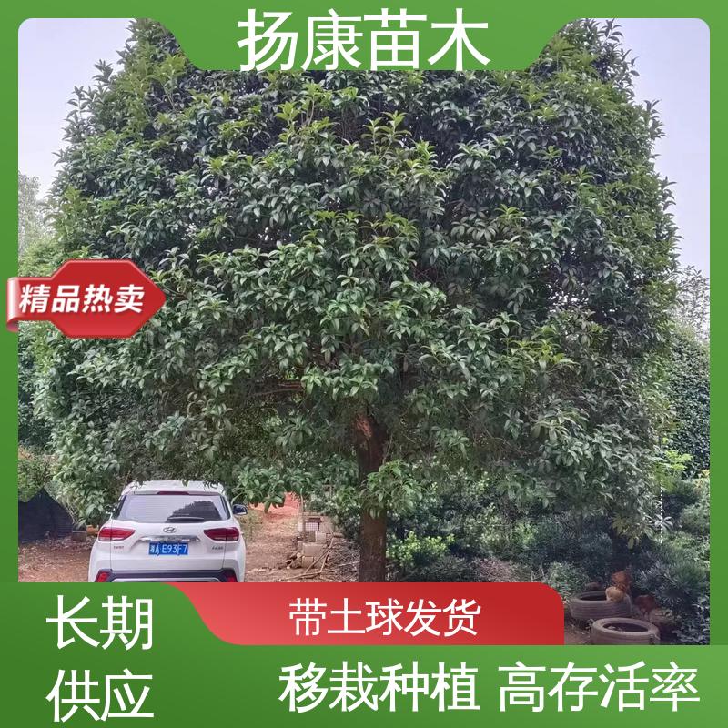 扬康苗木 基地供应 精品桂花 城市景观绿化树 环境适应性强