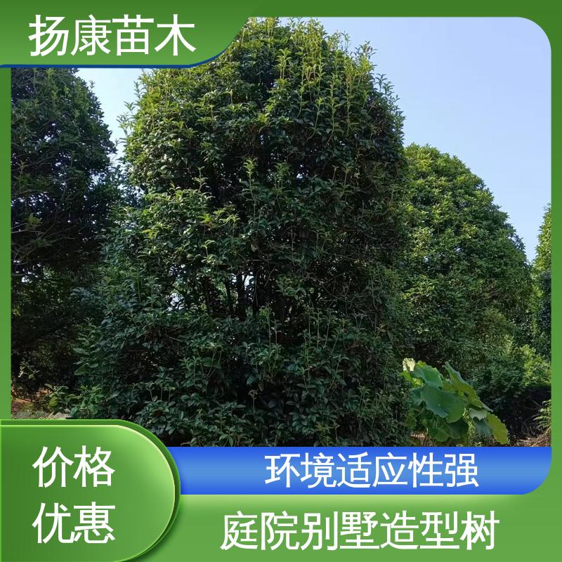 扬康苗木 基地供应 15公分精品桂花树 道路绿化色块苗 观赏价值高