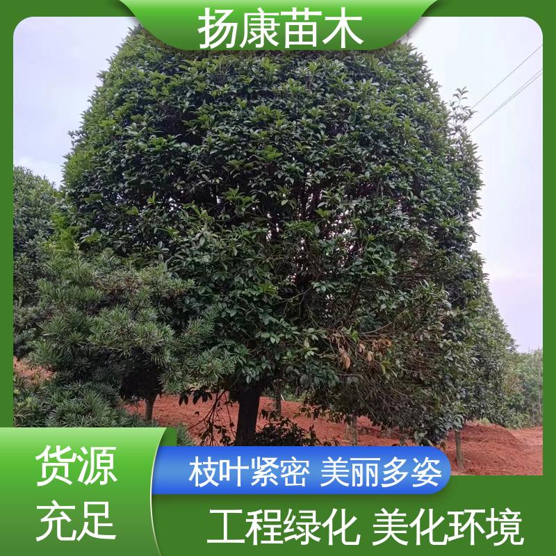 扬康苗木 基地供应 201公分精品棍树 园区道路绿化苗 环境适应性强