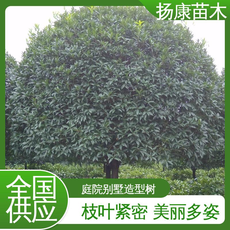 扬康苗木 基地供应 四季桂 月月桂 公园景区装饰露地盆栽 环境适应性强