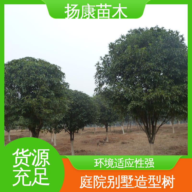 扬康苗木 25公分桂花 道路绿化色块苗 高成活率 规格齐全