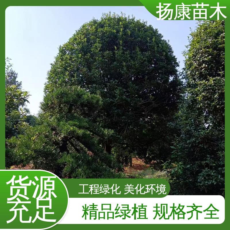 扬康苗木 基地供应 四季桂 月月桂 园林庭院造景植物 树形优美 成活率高