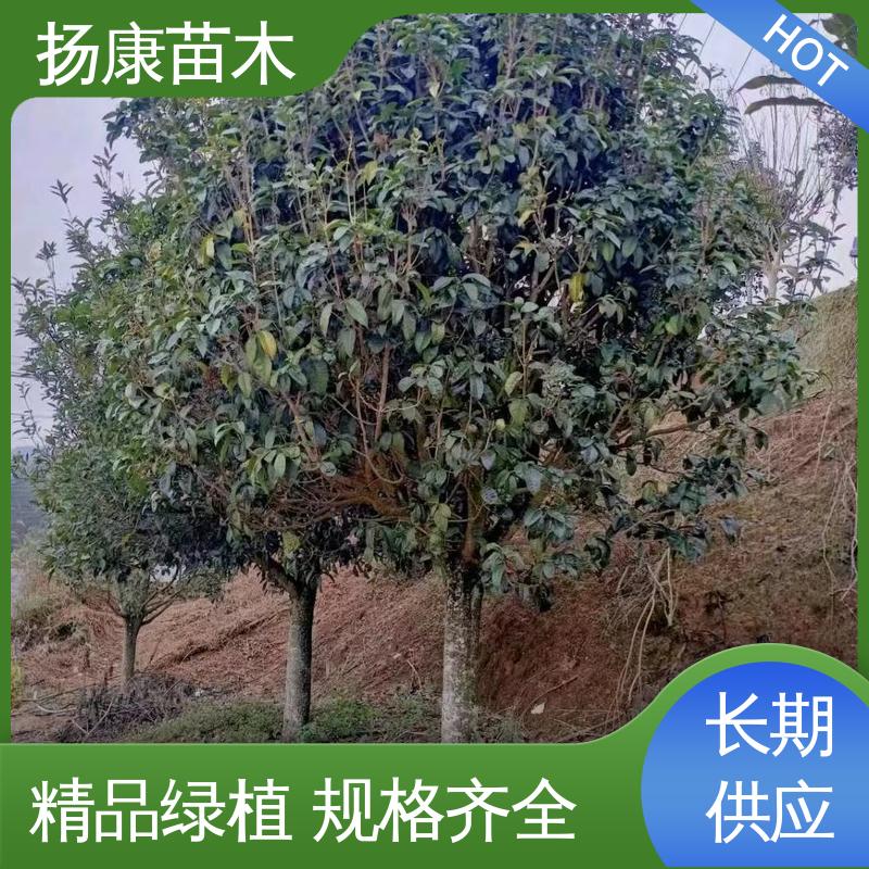 扬康苗木 核花金柱 庭院别墅景观树 优质绿植 规格齐全