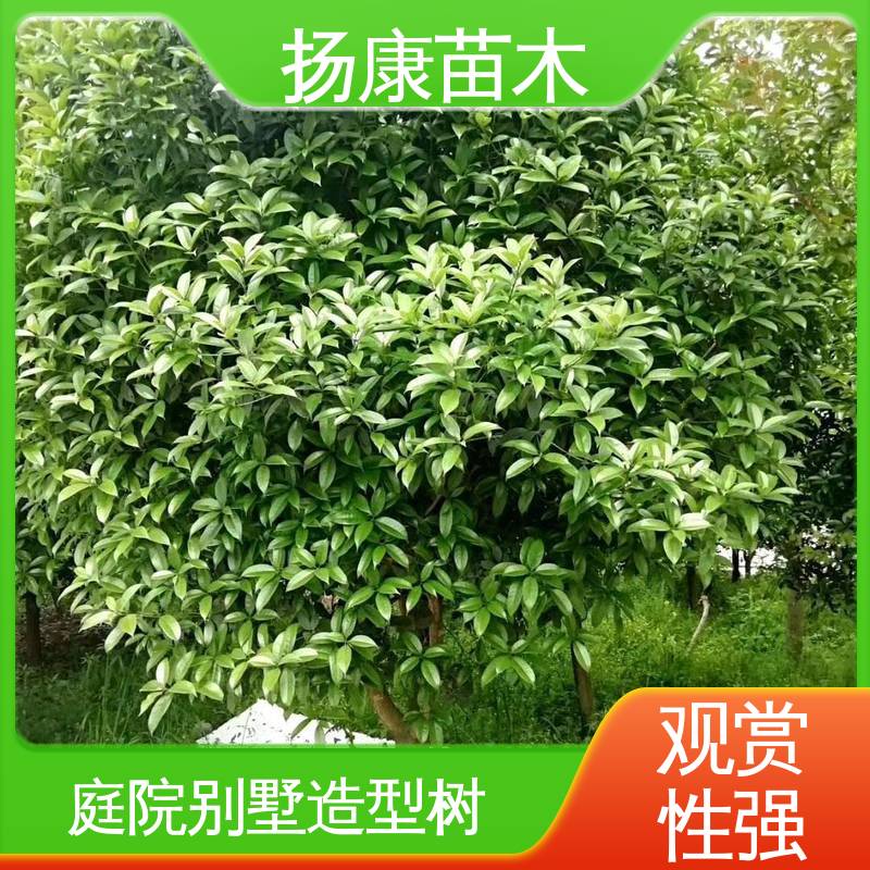 扬康苗木 精品桂花 园林庭院造景植物 高端大气美观