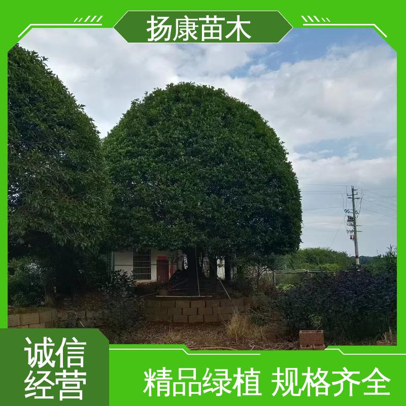 扬康苗木 25公分桂花 道路绿化色块苗 高端大气美观