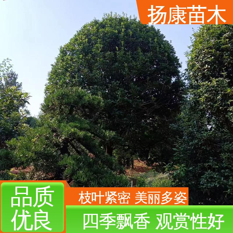 扬康苗木 201公分精品棍树 绿化工程行道树 树形优美 成活率高