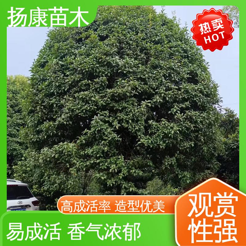 扬康苗木 核花金柱 道路绿化色块苗 造型优美 易成活